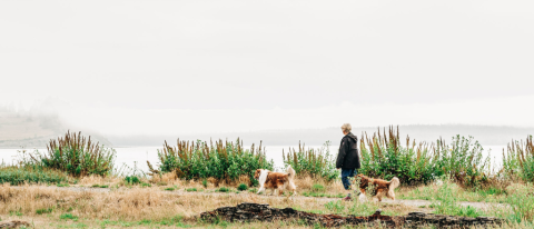 Woman and her dogs walking on smoky beach